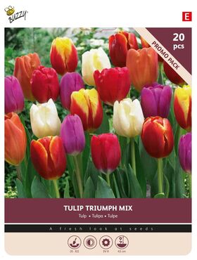 Tulpen bloembollen Triuph Mix