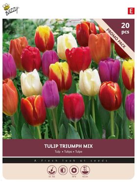 Tulip Bulbs 'Triumph Mix' 20st.