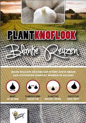 Plantknoflook Blanke Reuzen