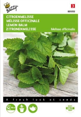 Mélisse Officinale Lemon Balm