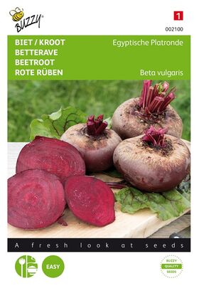 Beetroot Egyptian Turnip Rooted