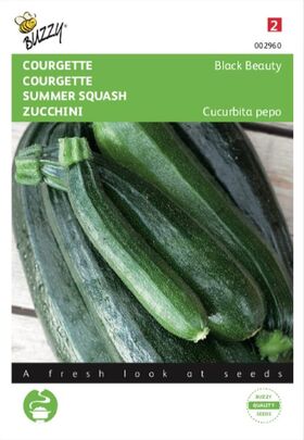 Summer Squash Black Beauty