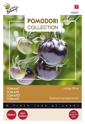 Pomodori Tomaat Indigo Rose