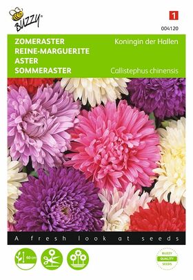 Aster Flower Seeds Reine des Halles