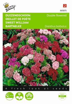 Sweet William flower seeds