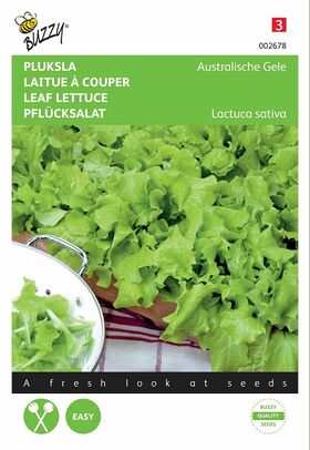 Leaf lettuce seeds Australian