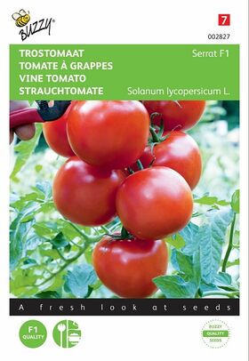 Vine Tomato seeds F1 hybrid