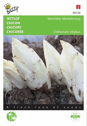 Chicory Witloof Seeds