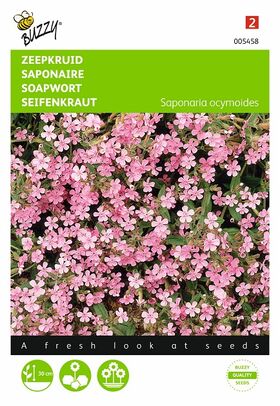 rock soapwort flowerseeds