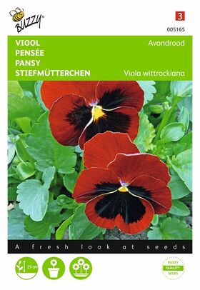 Pansy Alpenglow flower seeds