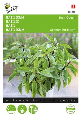 Sweet Basil Siam Queen