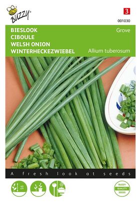 Welsh Onion