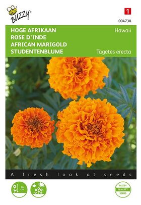 African Marigold Orange Hawaii