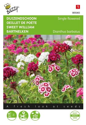 Sweet William,Single Flowering