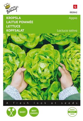 Lettuce Appia