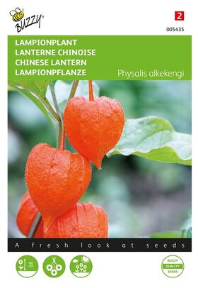 Chinese Lantern Orange
