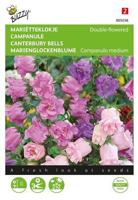 Canterburry Bells Double Flowering