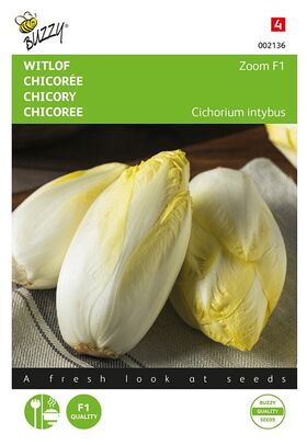 Chicory Witloof Zoom F1 hybride, without cover ground