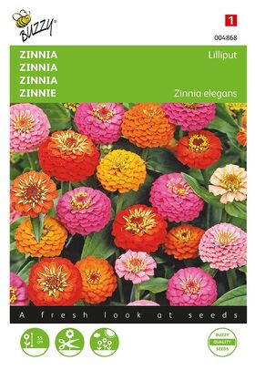 Zinnia lilliput mixed