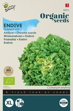 Organic Endive Batavian Green no.5