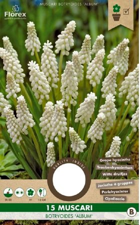 Witte Druifjes Muscari