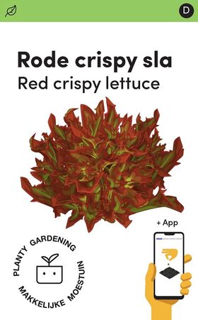 Square Foot Garden Seeds Leaf Lettuce Crispy Red PRO