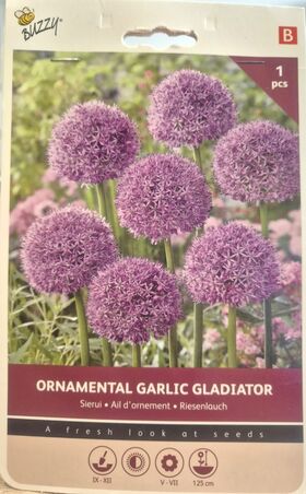 Ornamental Garlic Purple XXL