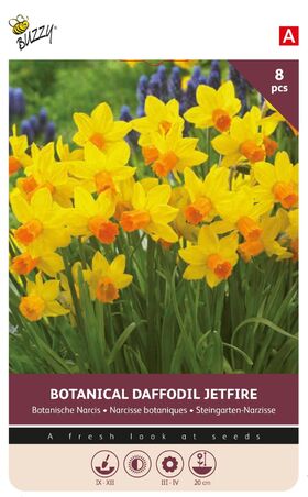 Botanical Daffodil Bulbs Yellow Orange 'Jetfire'