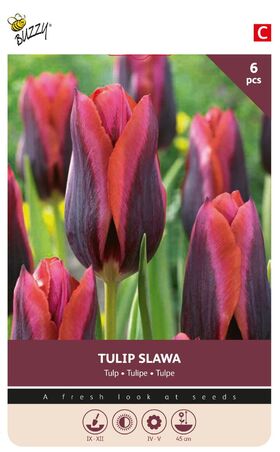 Tulpen bloembollen Paars Slawa
