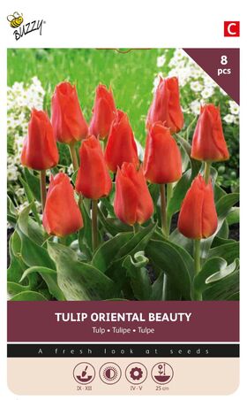 Tulpen bloembollen Orriental Beauty