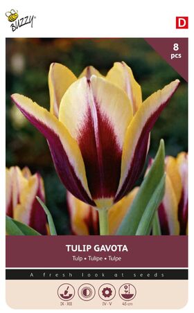 Tulip Bulbs 'Gavota'