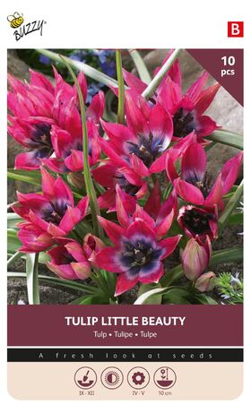 Tulpen Pulchella Little Beauty 6/7 10st.