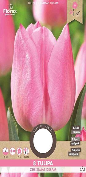 Tulpen bloembollen Roze Christmas Dream