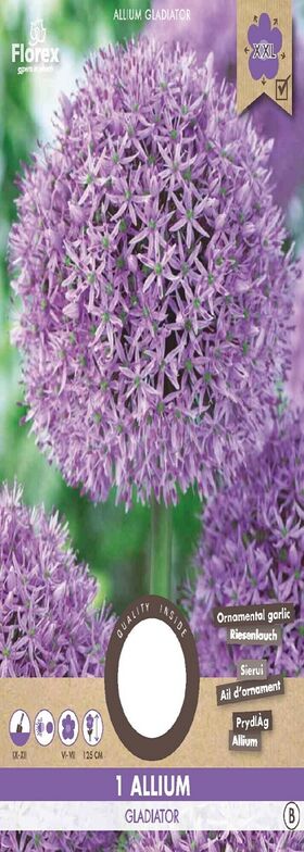 Allium Bloembollen Paars XXL